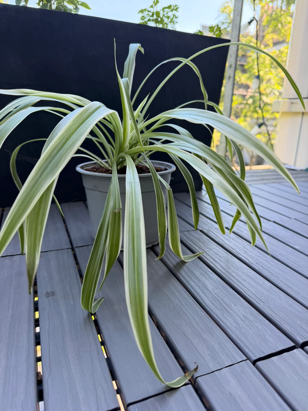 Spider Plant - photo 2