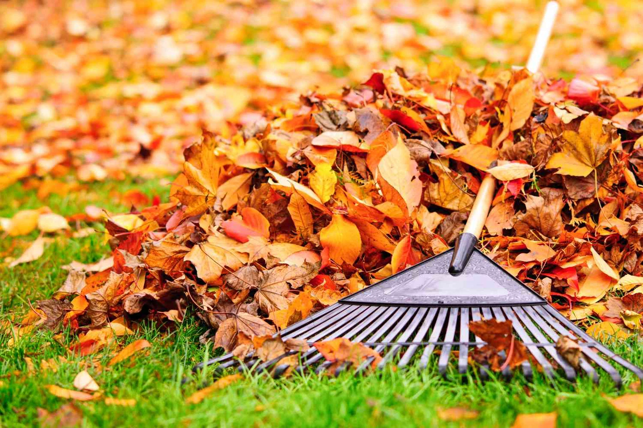 Lawn care services