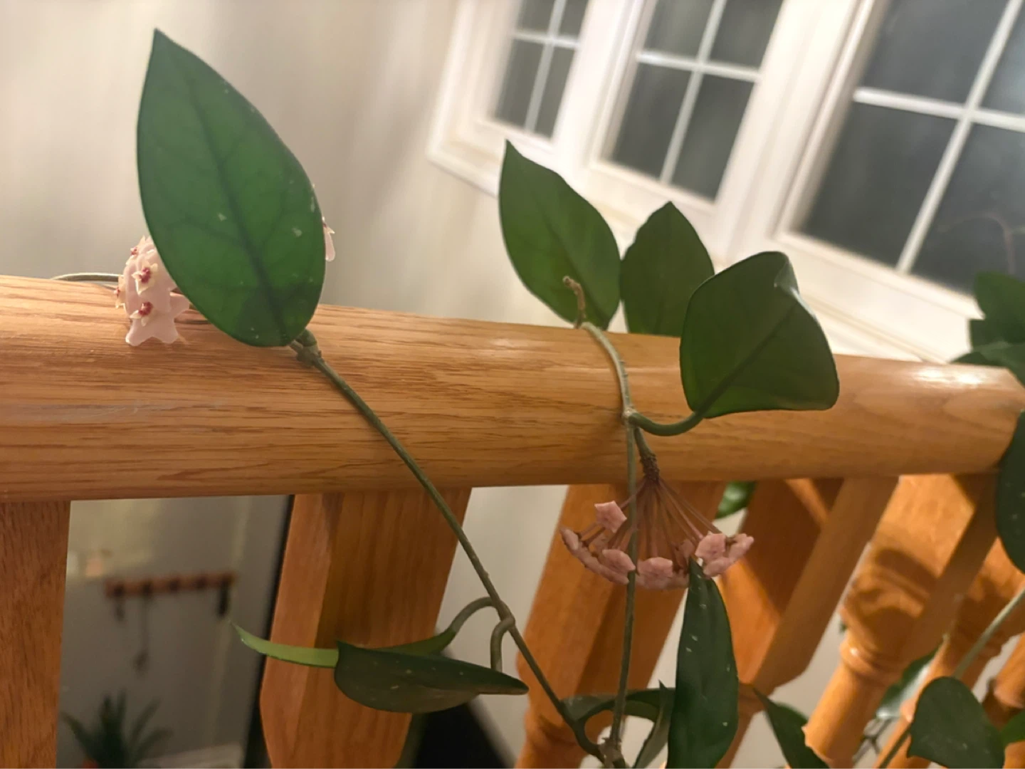 Hoya Carnosa Plant with Blooms - photo 3