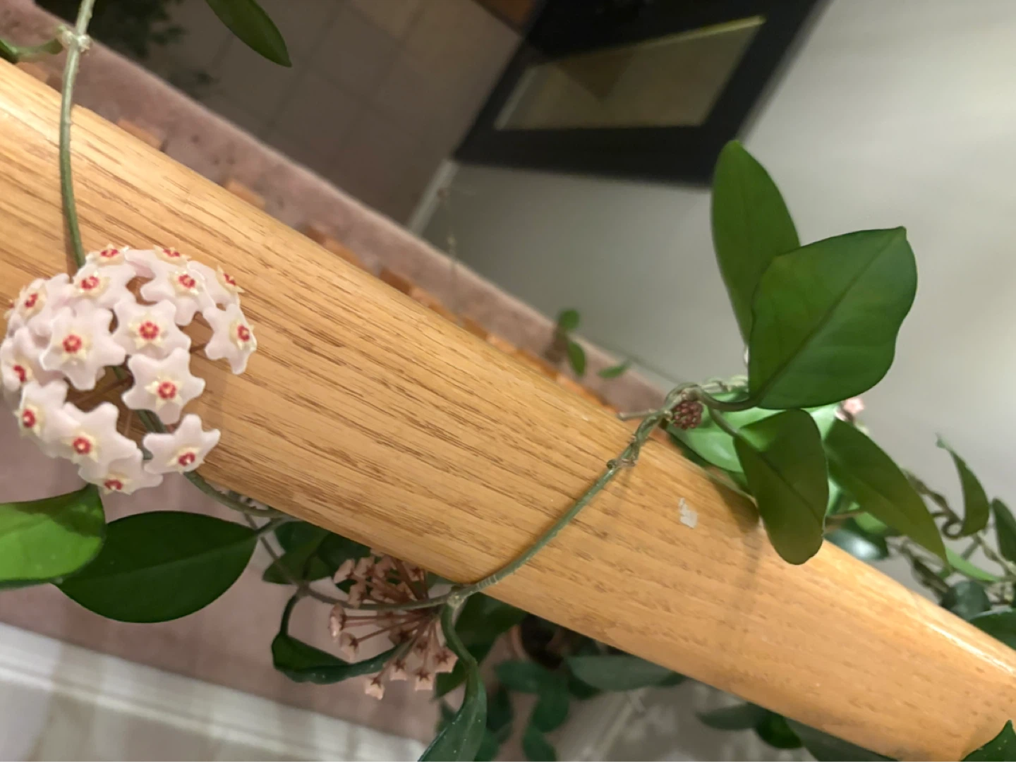 Hoya Carnosa Plant with Blooms - photo 2