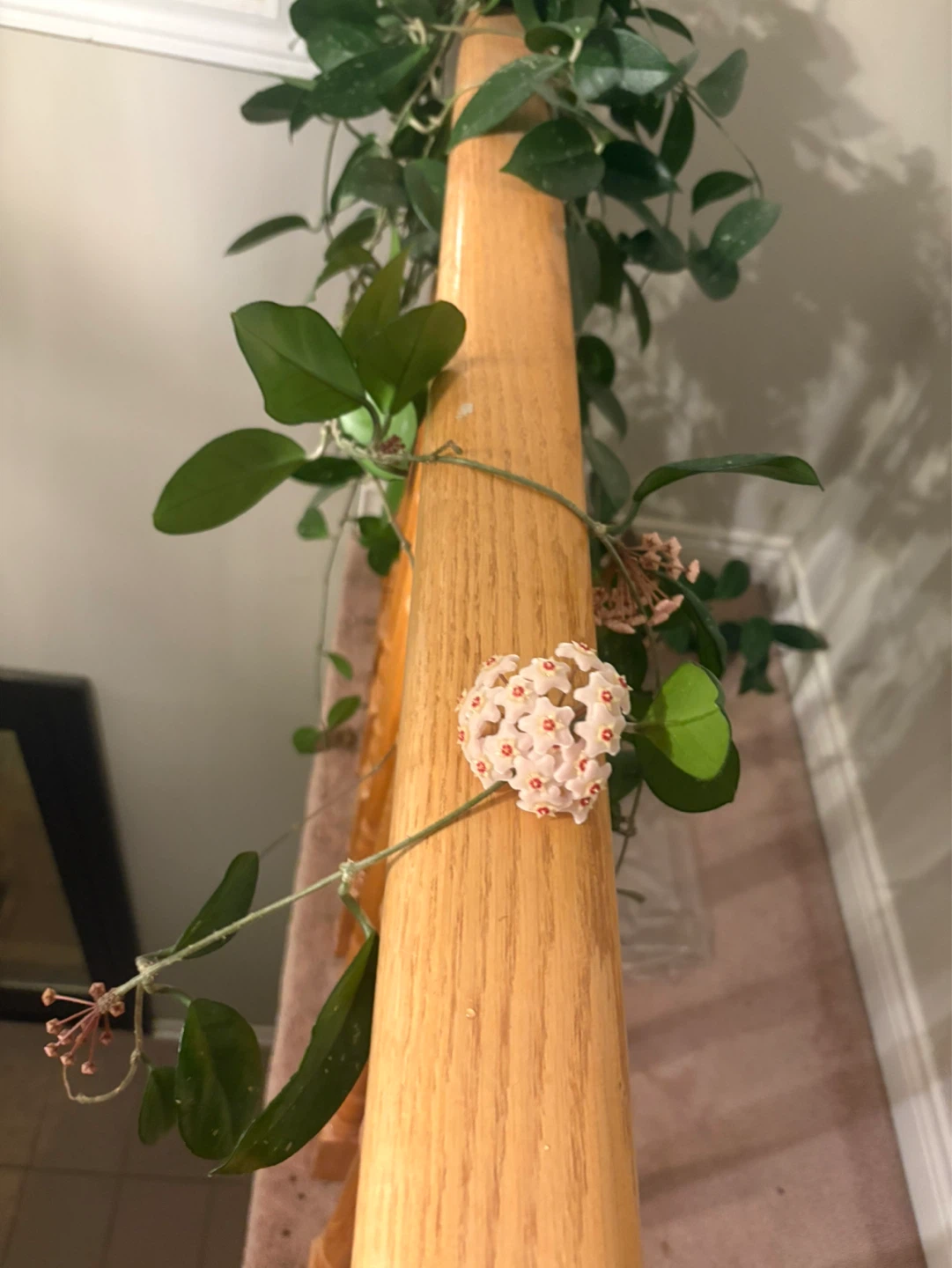 Hoya Carnosa Plant with Blooms