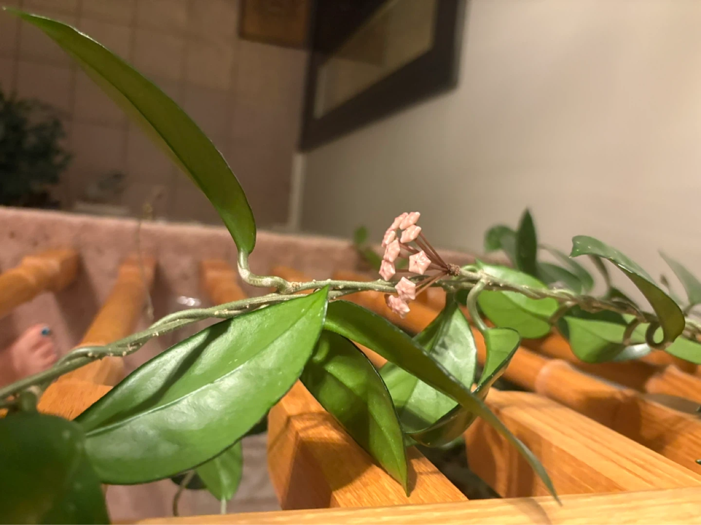 Hoya Carnosa Plant with Blooms - photo 4