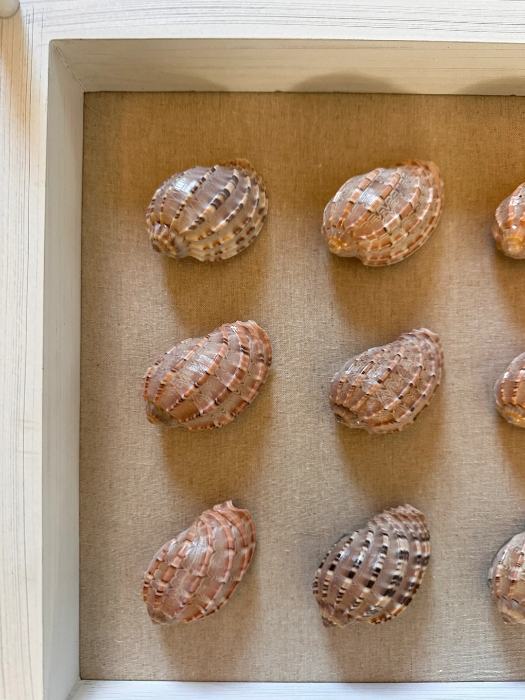 Shadow box wall art with seashells - photo 3