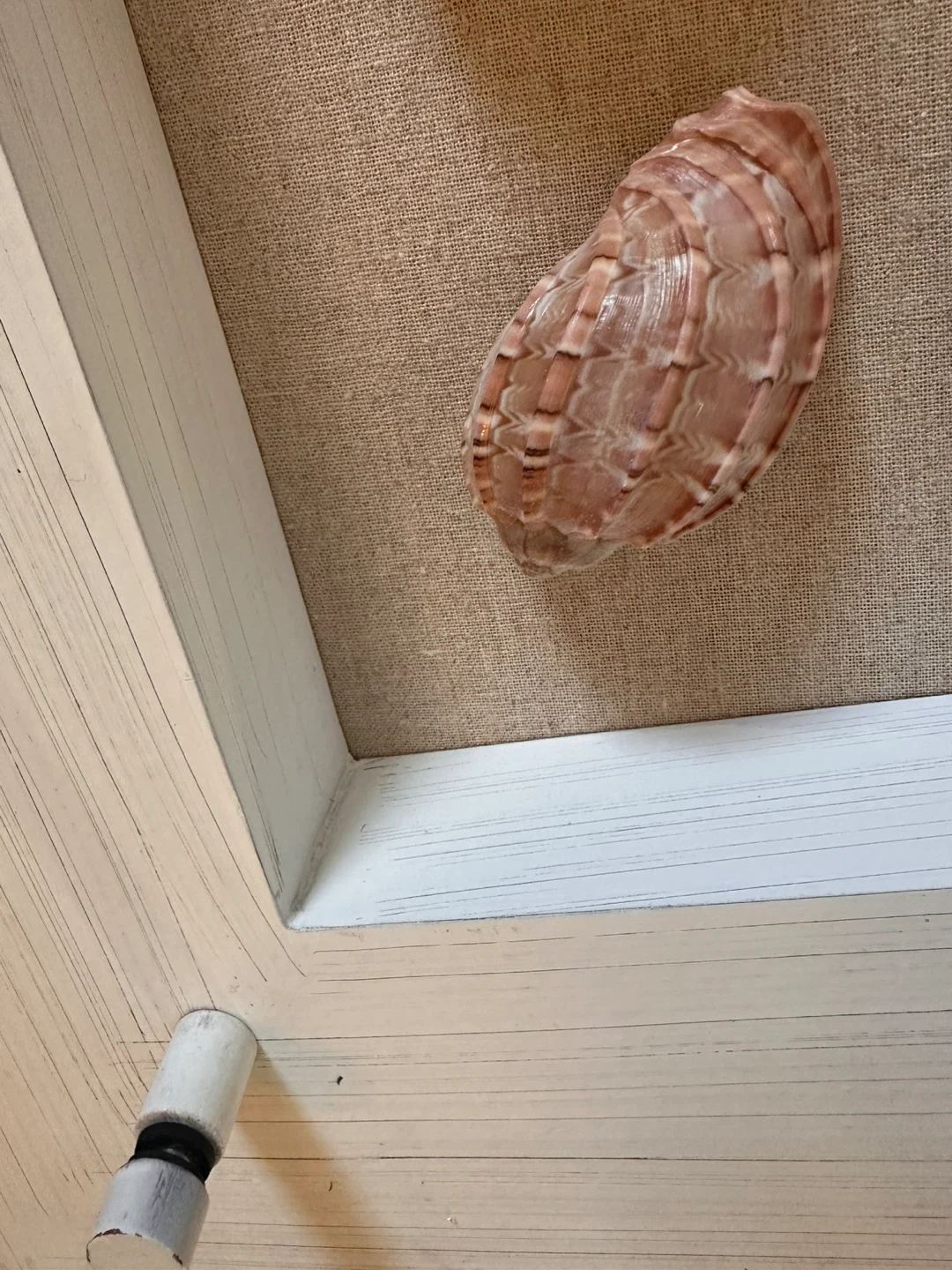 Shadow box wall art with seashells - photo 5