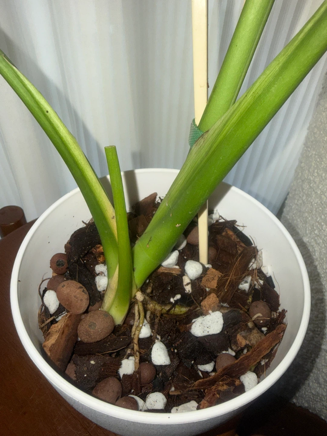 Monstera Plant (reverted albo) in White Pot - photo 4