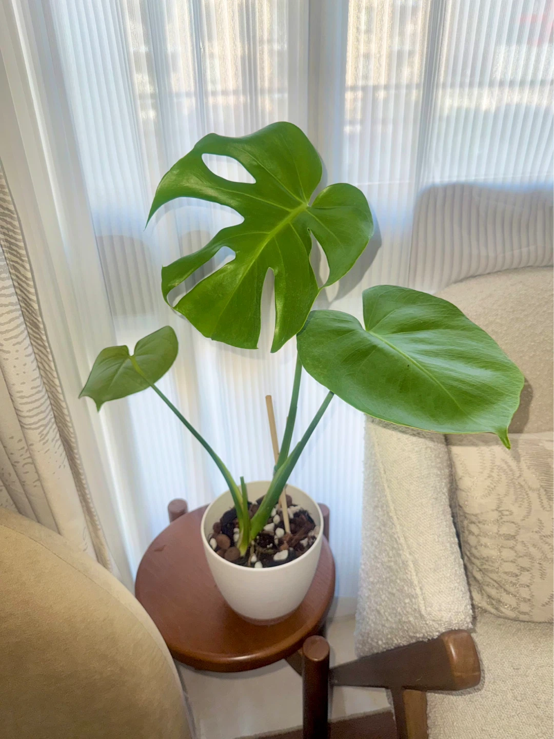 Monstera Plant (reverted albo) in White Pot - photo 2