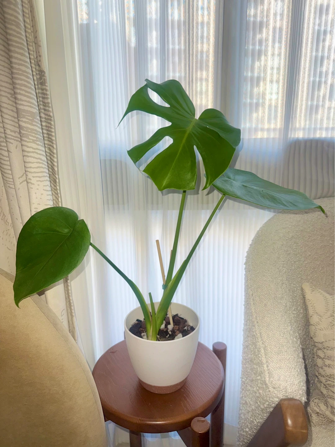 Monstera Plant (reverted albo) in White Pot - photo 5