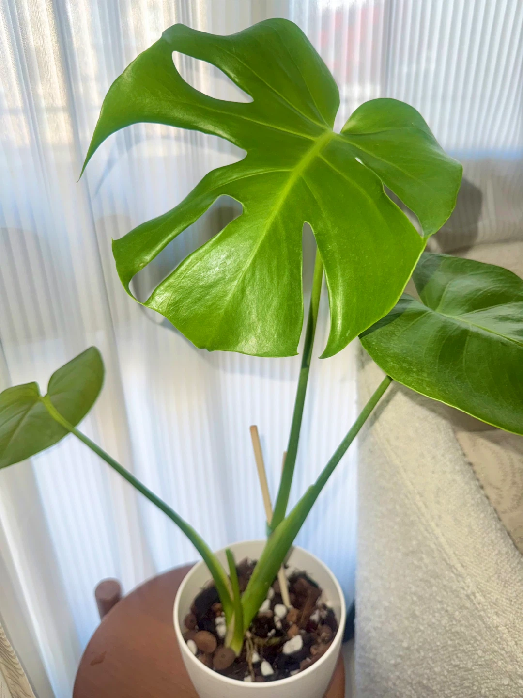 Monstera Plant (reverted albo) in White Pot - photo 3