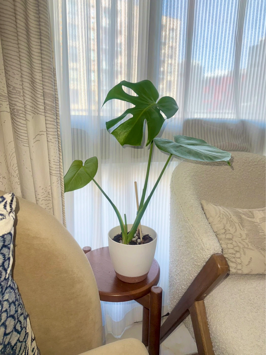 Monstera Plant (reverted albo) in White Pot