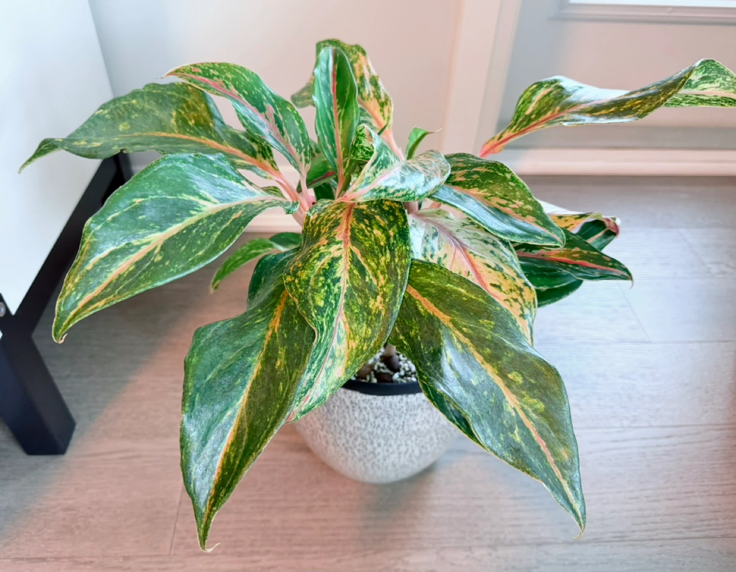 Aglaonema / Chinese Evergreen | Variegated | 8” Freshly Potted