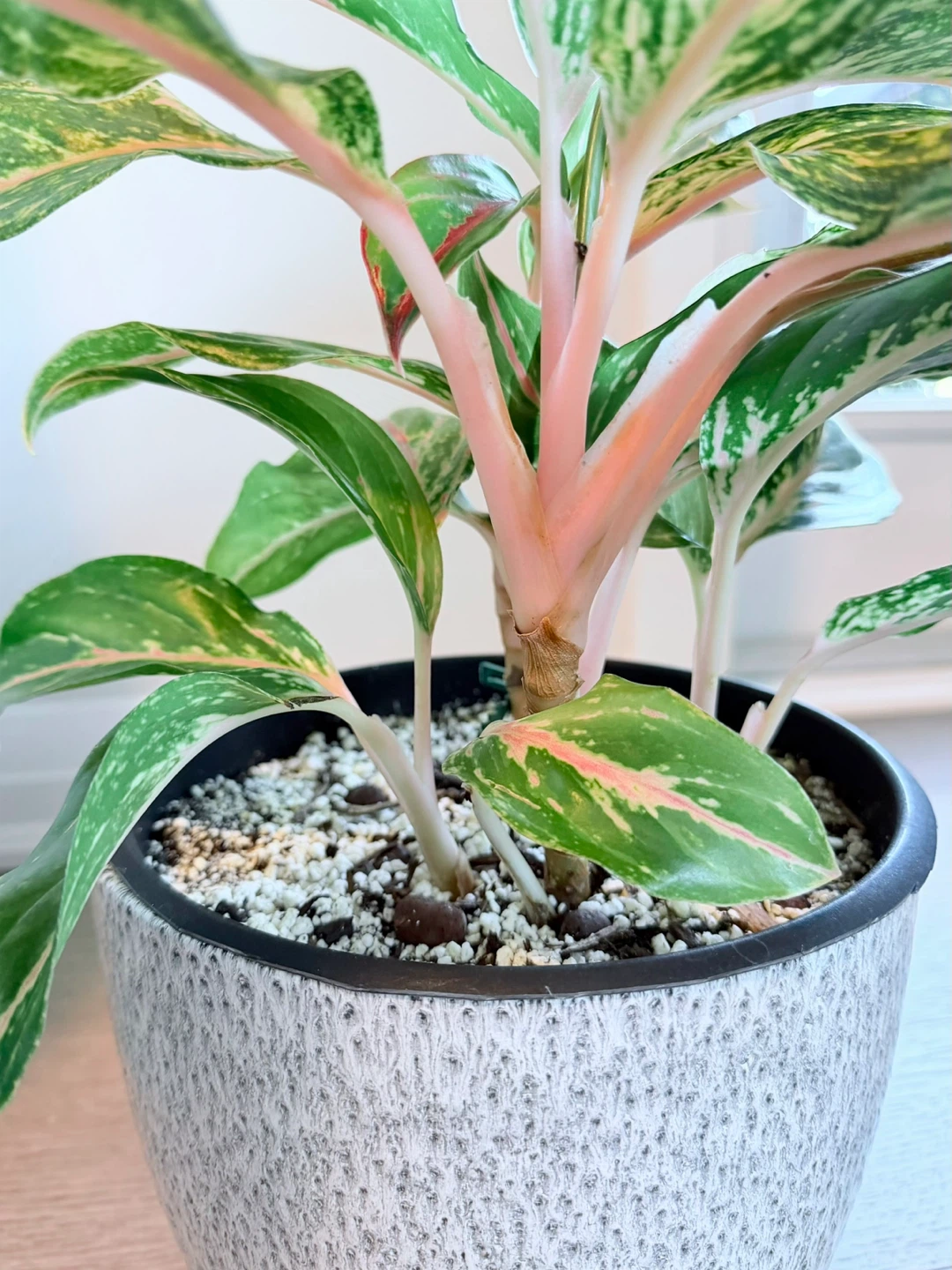 Aglaonema / Chinese Evergreen | Variegated | 8” Freshly Potted - photo 3