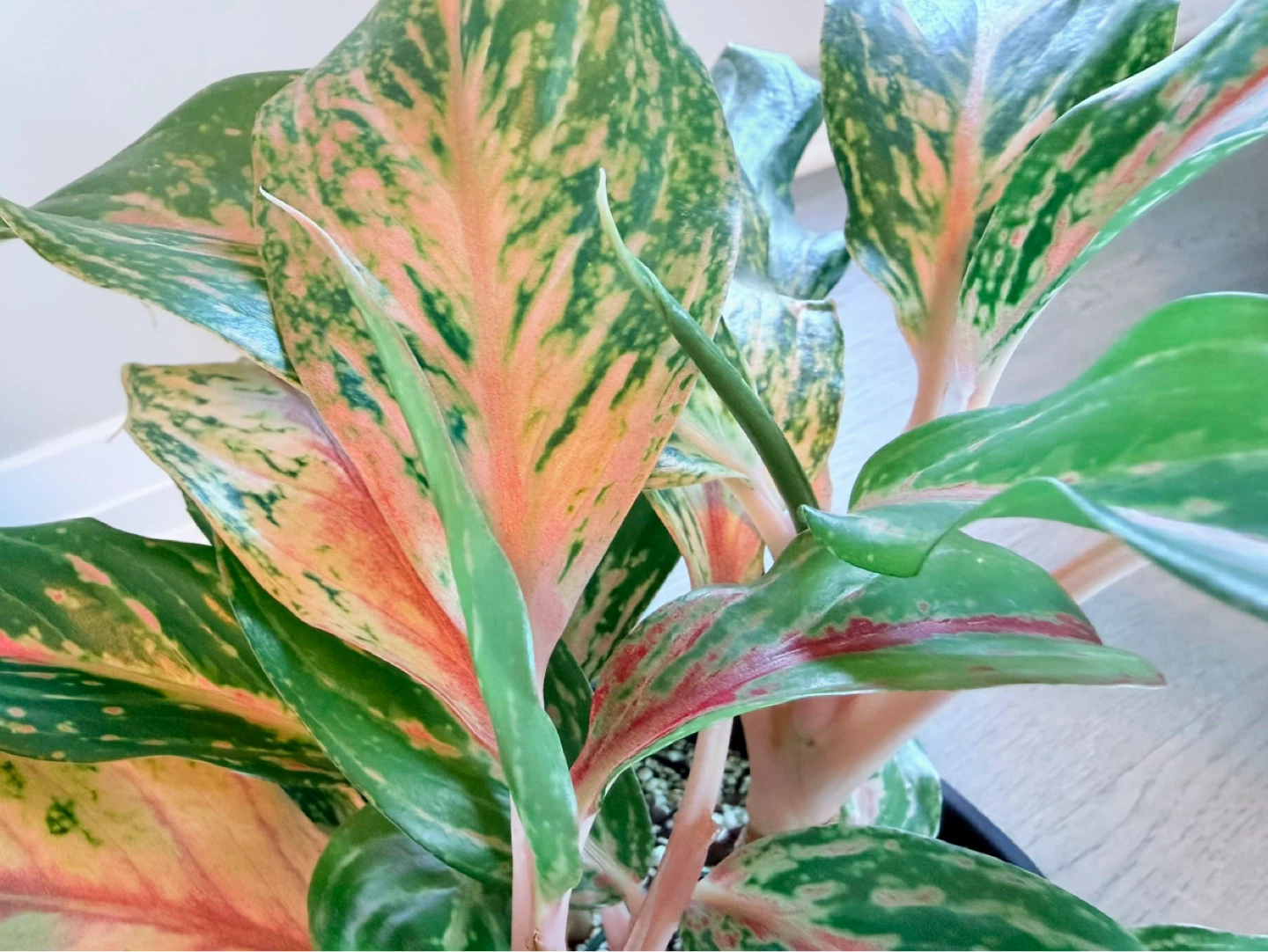 Aglaonema / Chinese Evergreen | Variegated | 8” Freshly Potted - photo 2