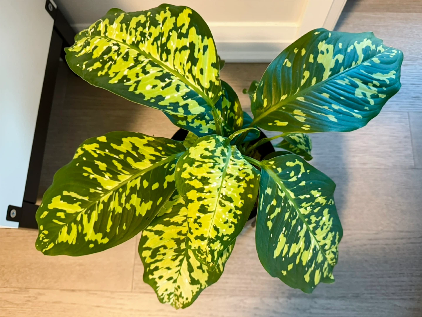 Rare Dieffenbachia Reflector / Dumb Cane 6” Freshly Potted - photo 2