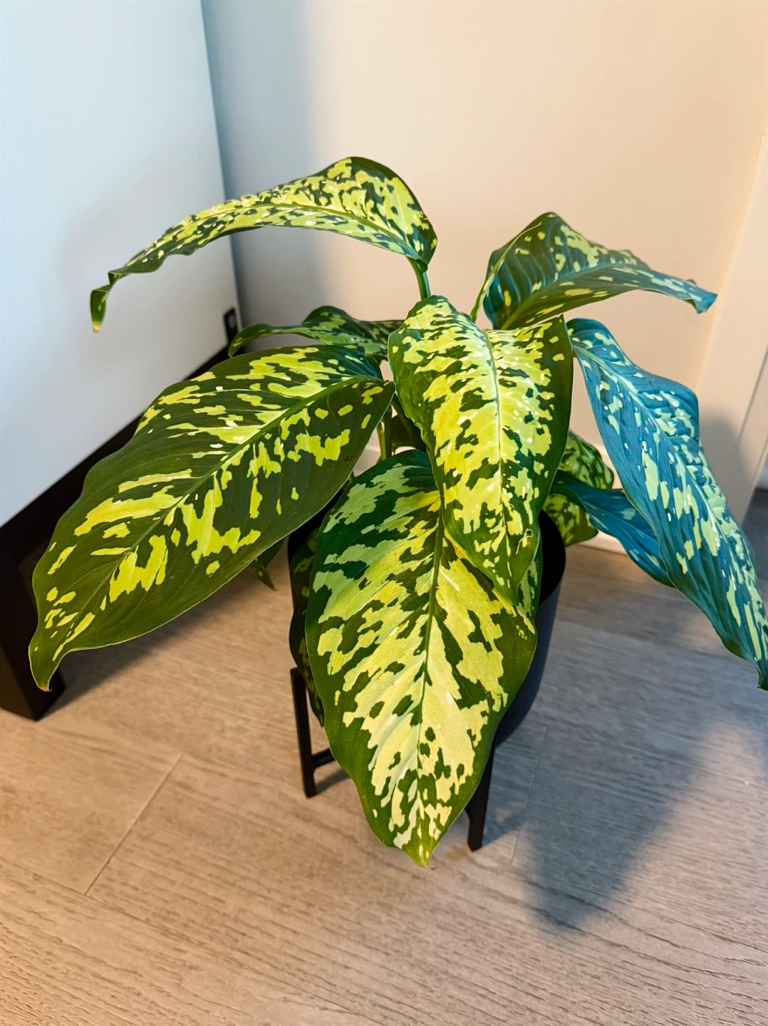 Rare Dieffenbachia Reflector / Dumb Cane 6” Freshly Potted - photo 3