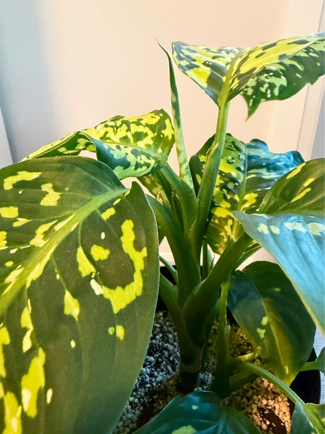 Rare Dieffenbachia Reflector / Dumb Cane 6” Freshly Potted - photo 4