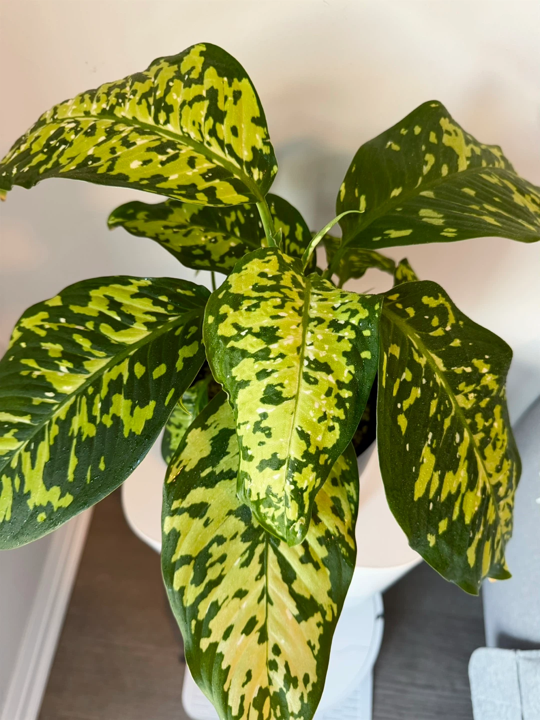 Rare Dieffenbachia Reflector / Dumb Cane 6” Freshly Potted