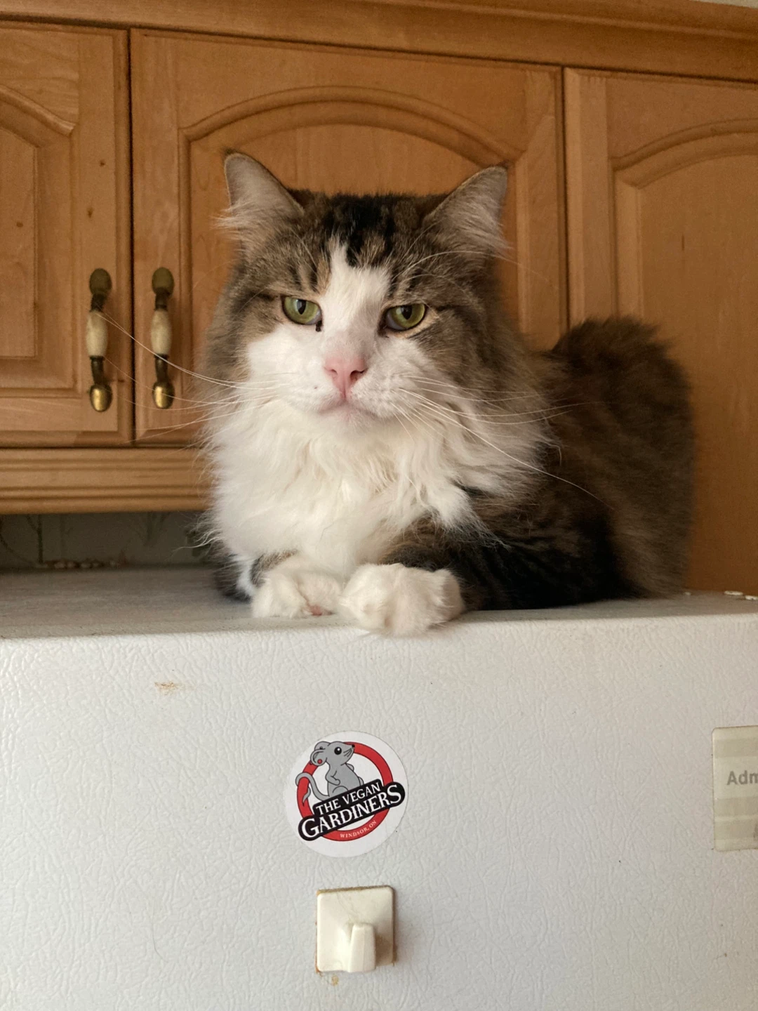 4 year old cat - photo 2