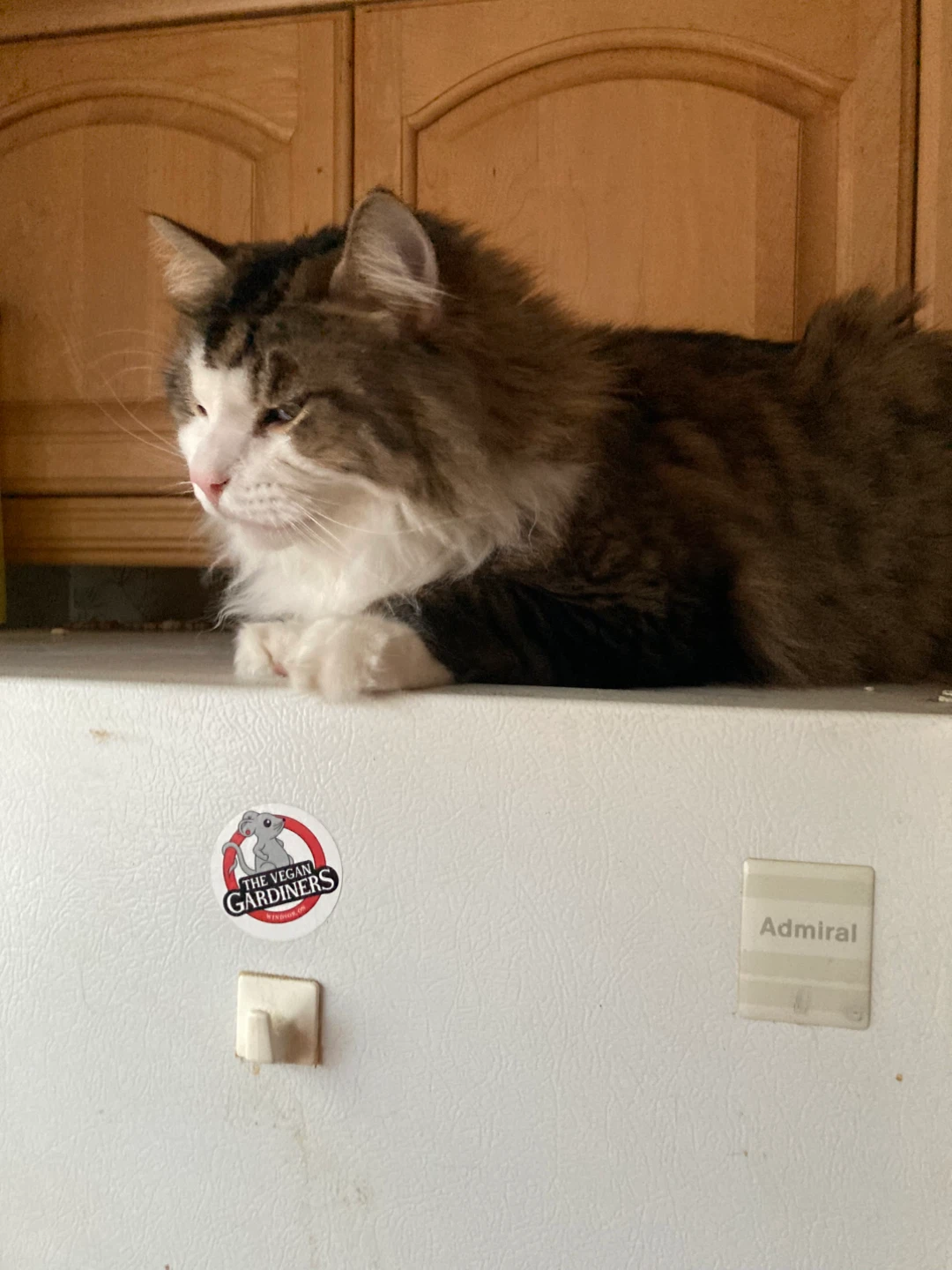 4 year old cat