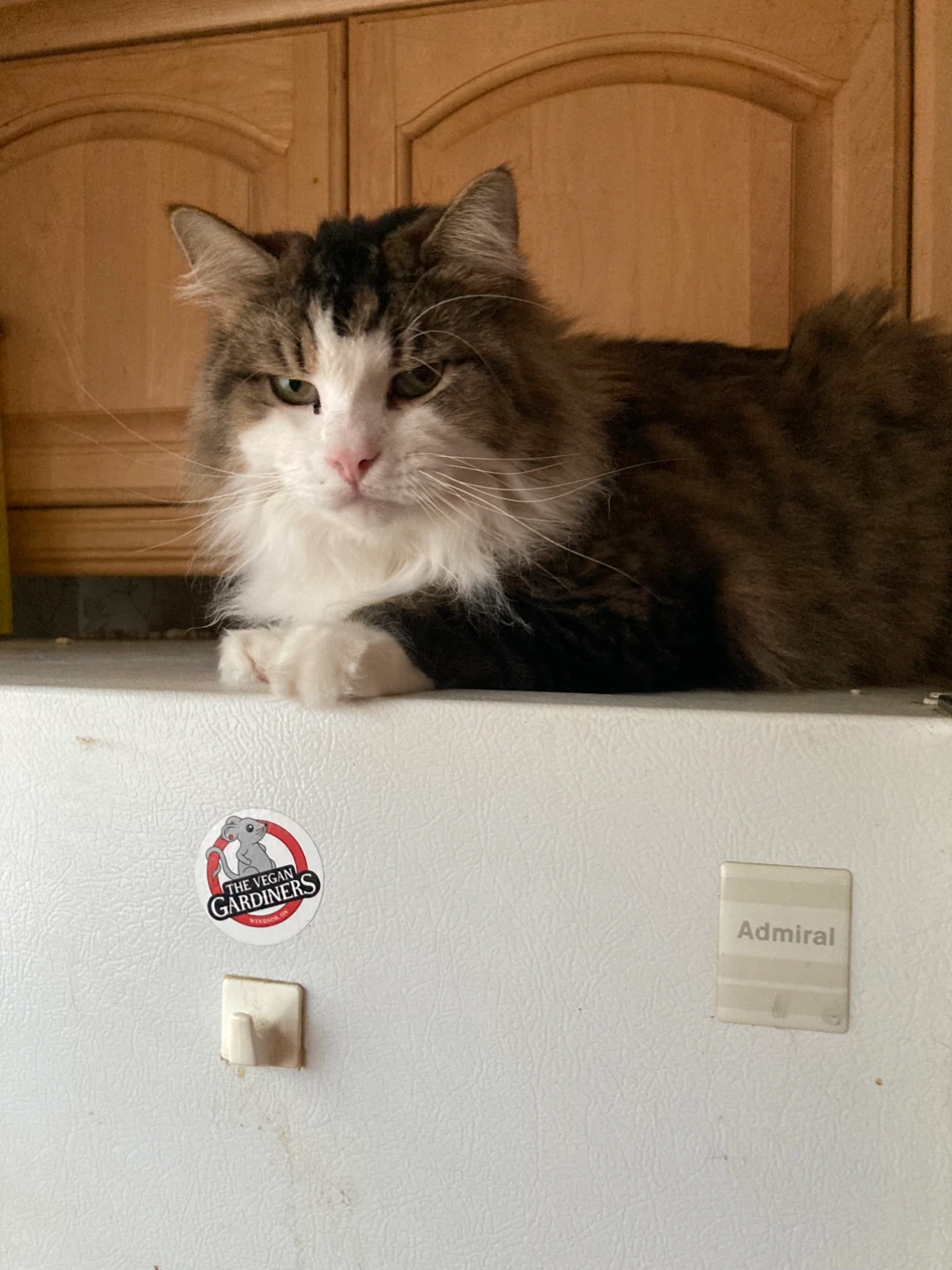 4 year old cat - photo 3