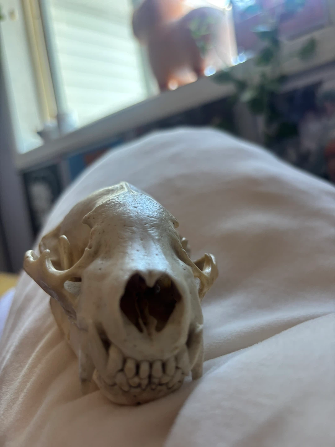 Animal Skull Specimen