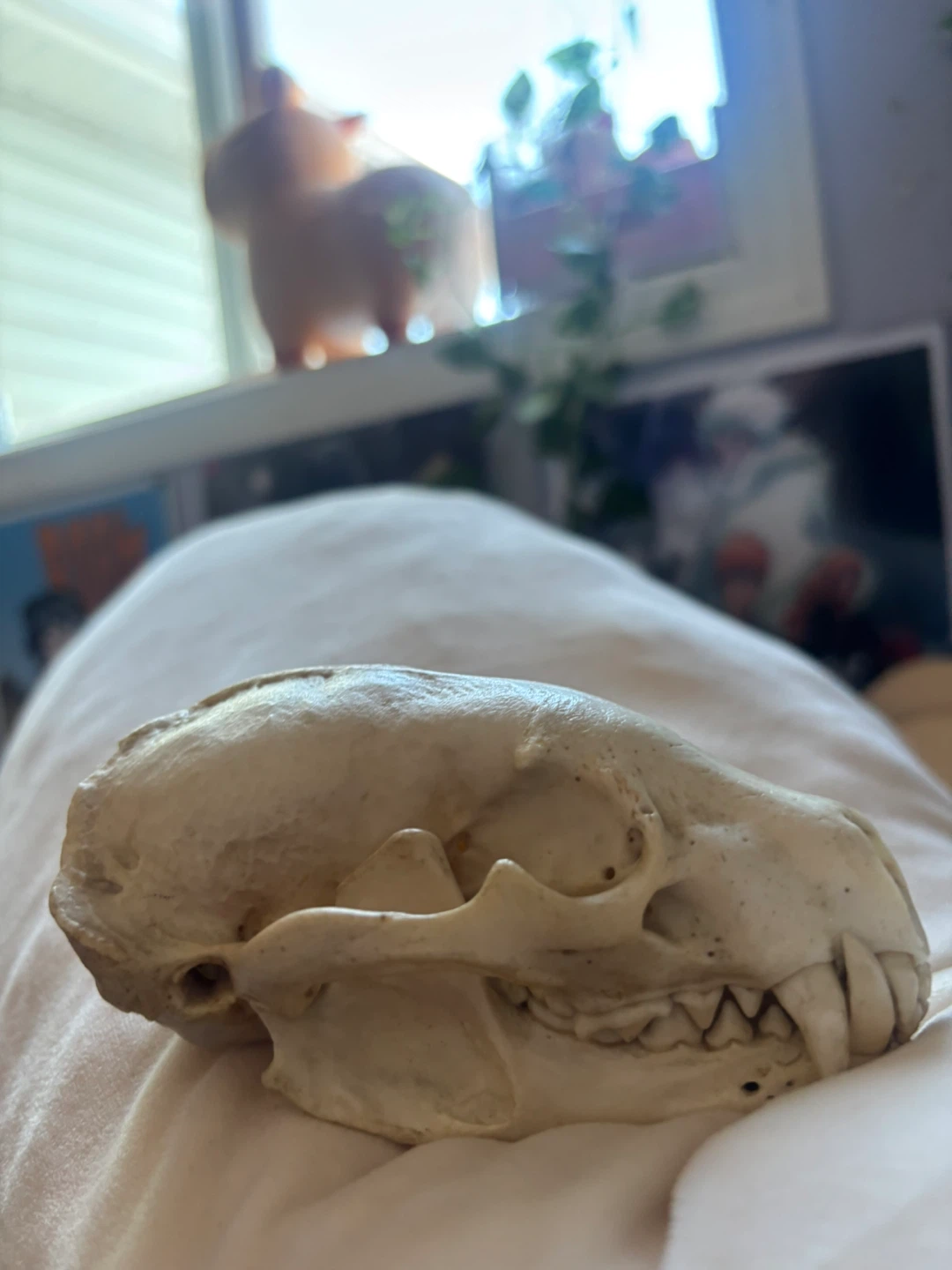 Animal Skull Specimen - photo 2
