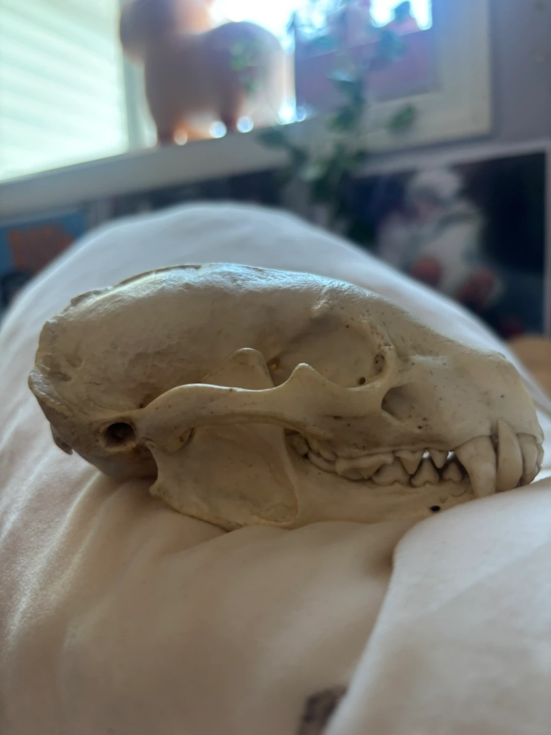 Animal Skull Specimen - photo 3