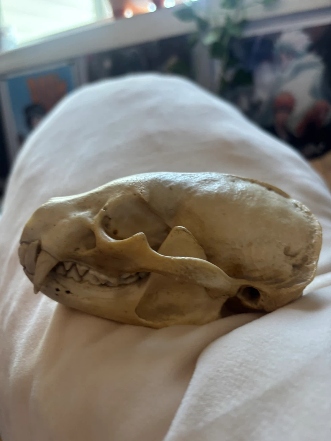 Animal Skull Specimen - photo 4
