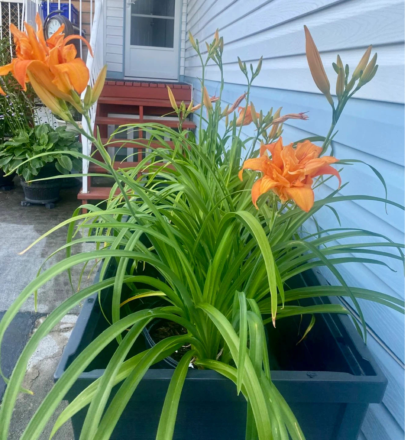 Orange Daylily Plants  - 5 potted plants - photo 2