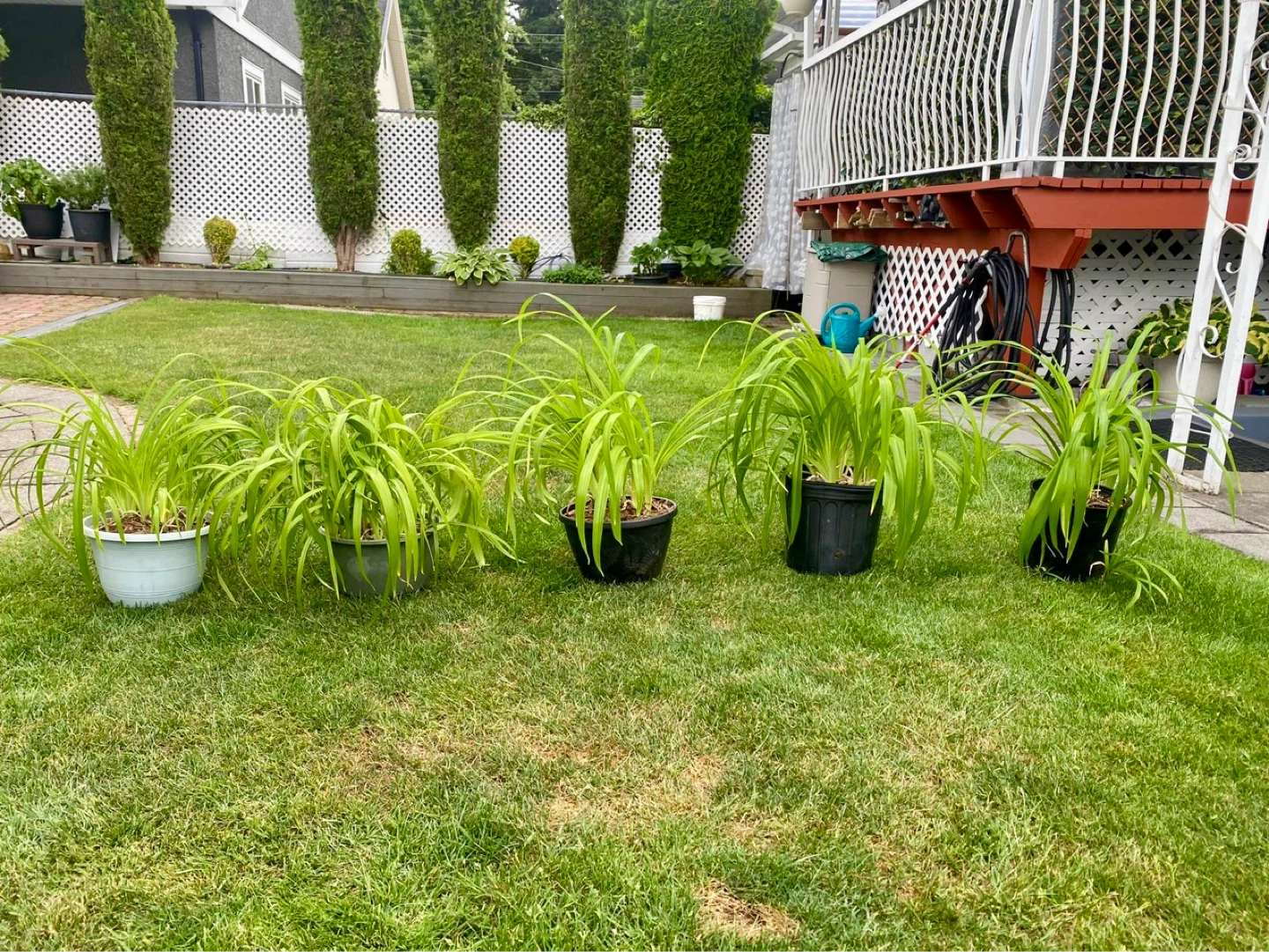 Orange Daylily Plants  - 5 potted plants
