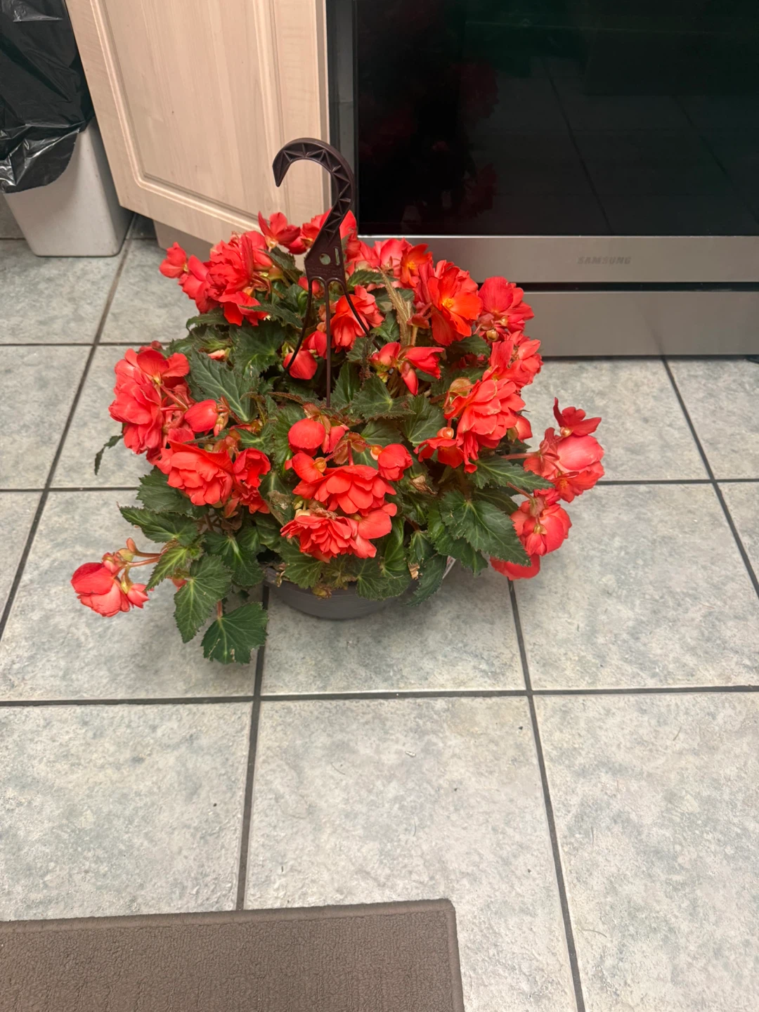 Hanging basket with red flowers