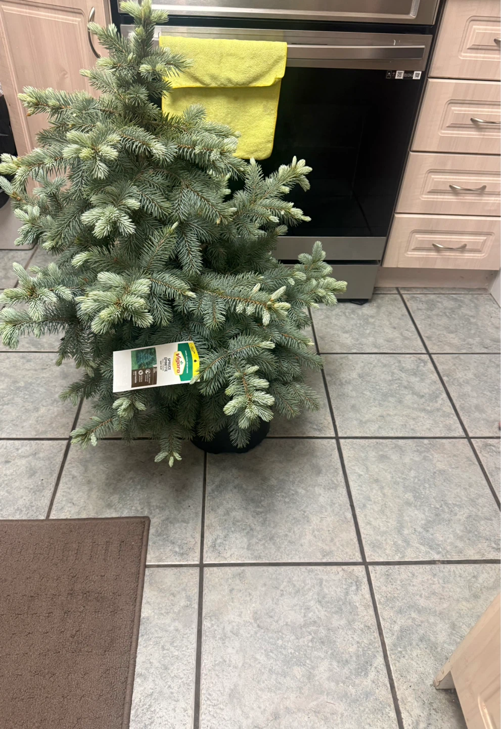 Colorado Blue Spruce Live Christmas Tree