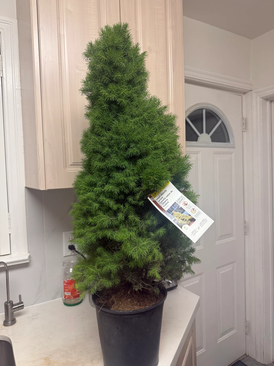 Dwarf Alberta Spruce Tree