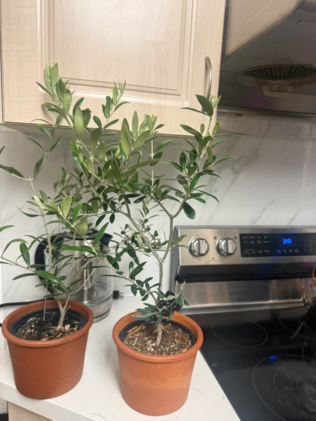 Potted Olive Trees - photo 2