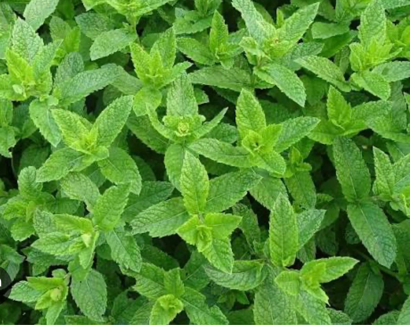 Fresh Mint Plant