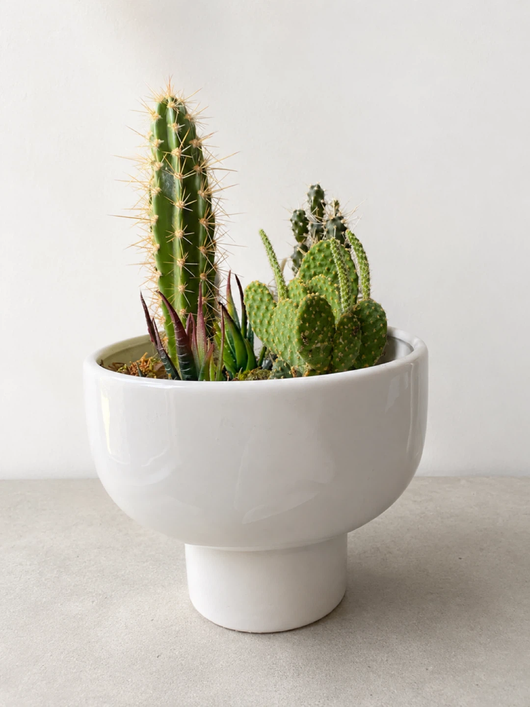 Cactus and Succulent Garden in Modern Planter - photo 3