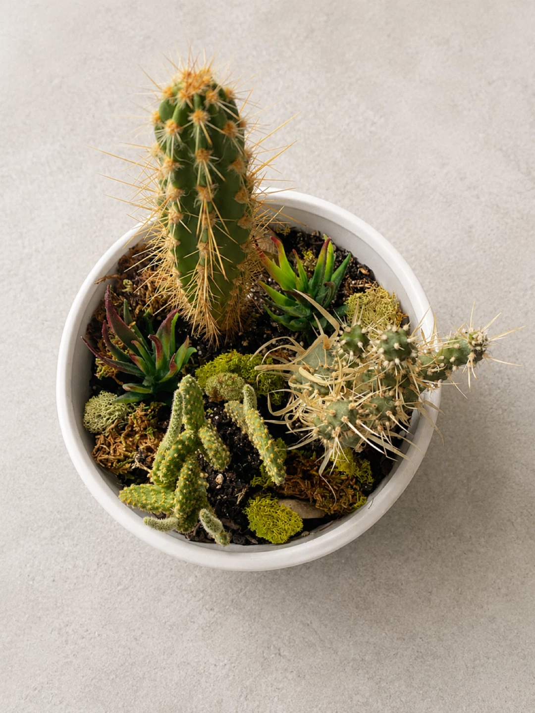 Cactus and Succulent Garden in Modern Planter