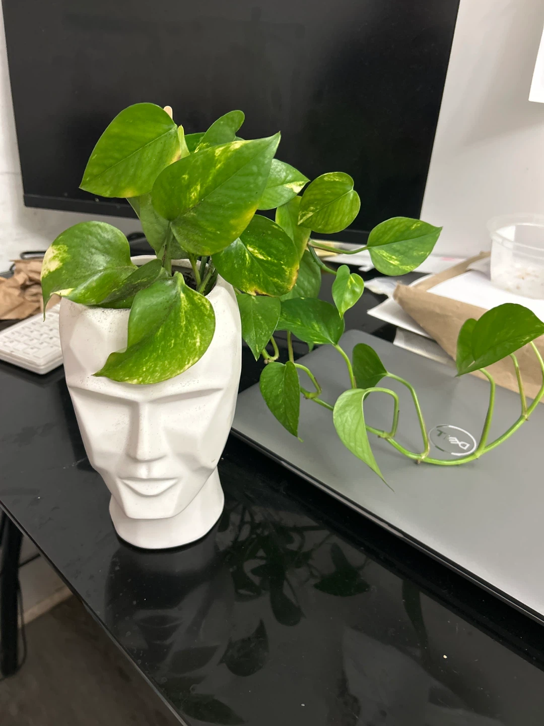Pothos plant in white geometric face planter