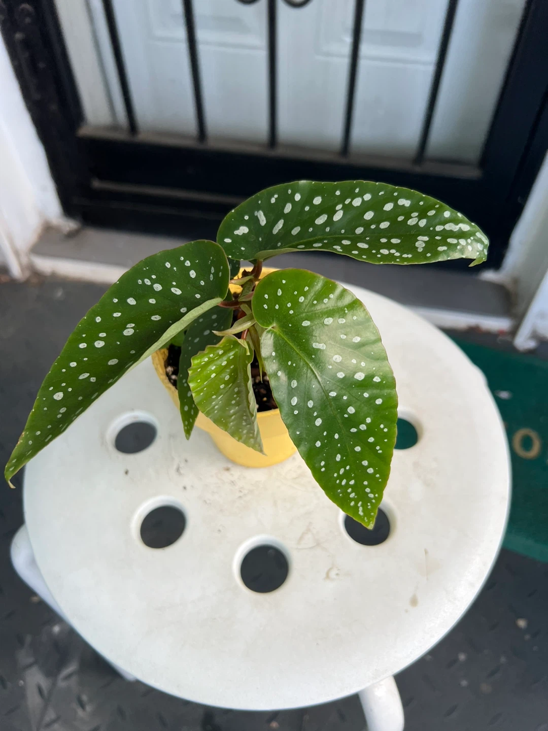 Begonia Maculata Plant in Yellow Pot