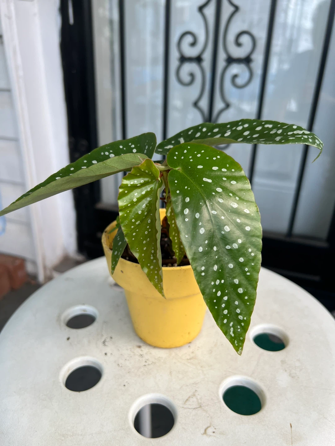 Begonia Maculata Plant in Yellow Pot - photo 2