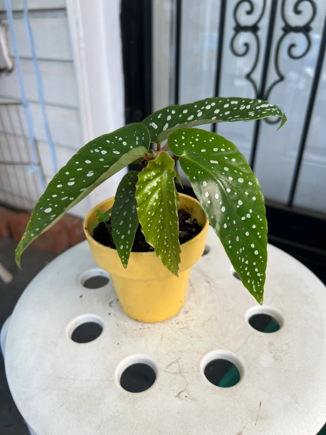 Begonia Maculata Plant in Yellow Pot - photo 4