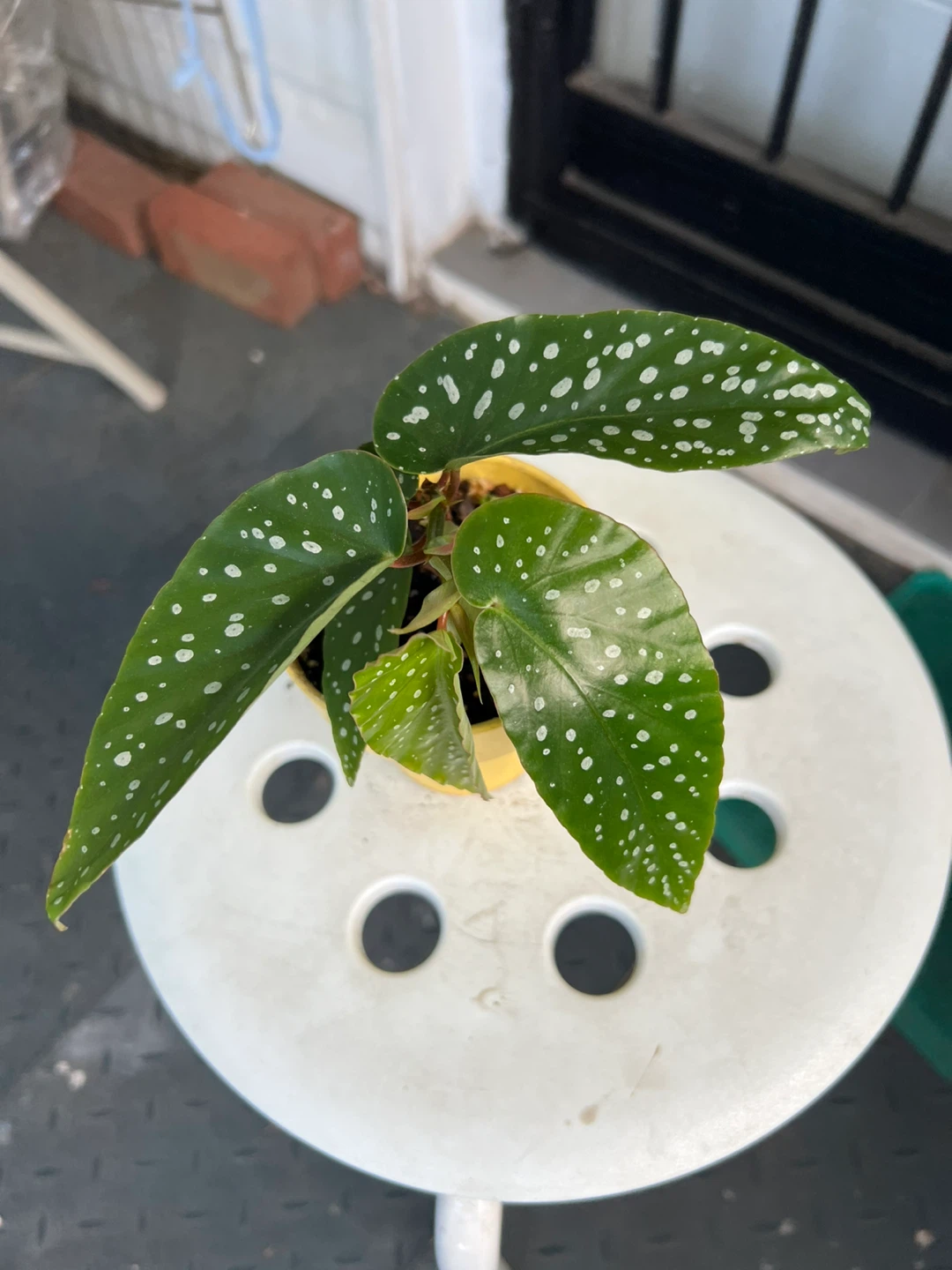 Begonia Maculata Plant in Yellow Pot - photo 3