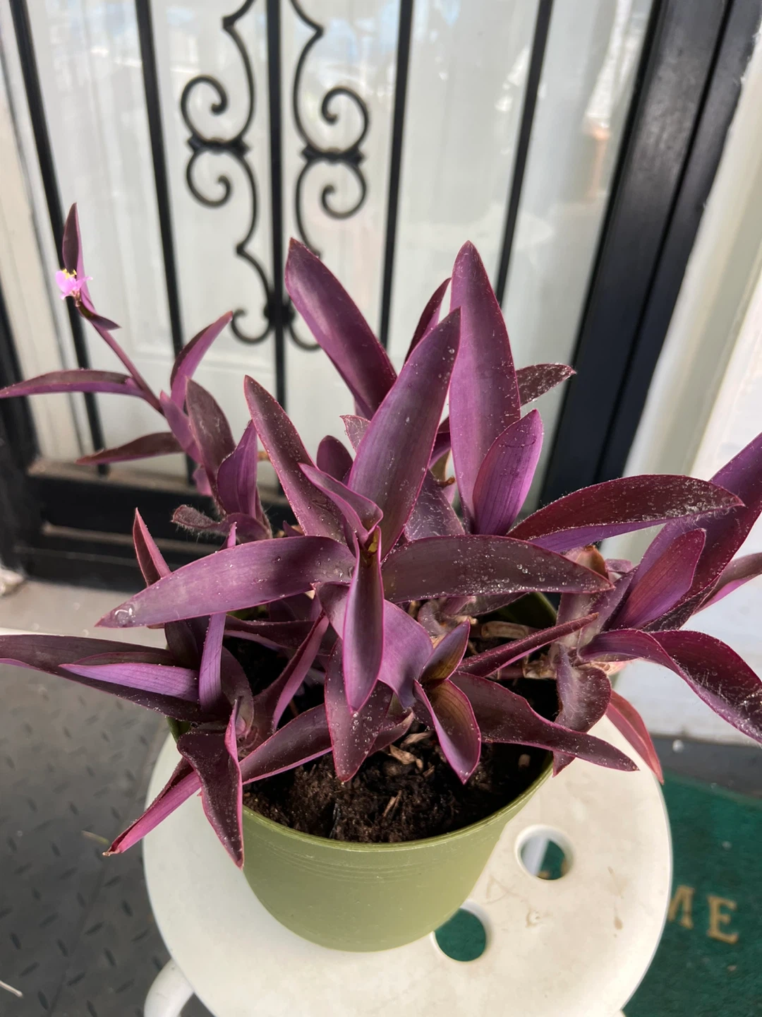 Big Purple Heart Plant with flower in Green Pot - photo 2