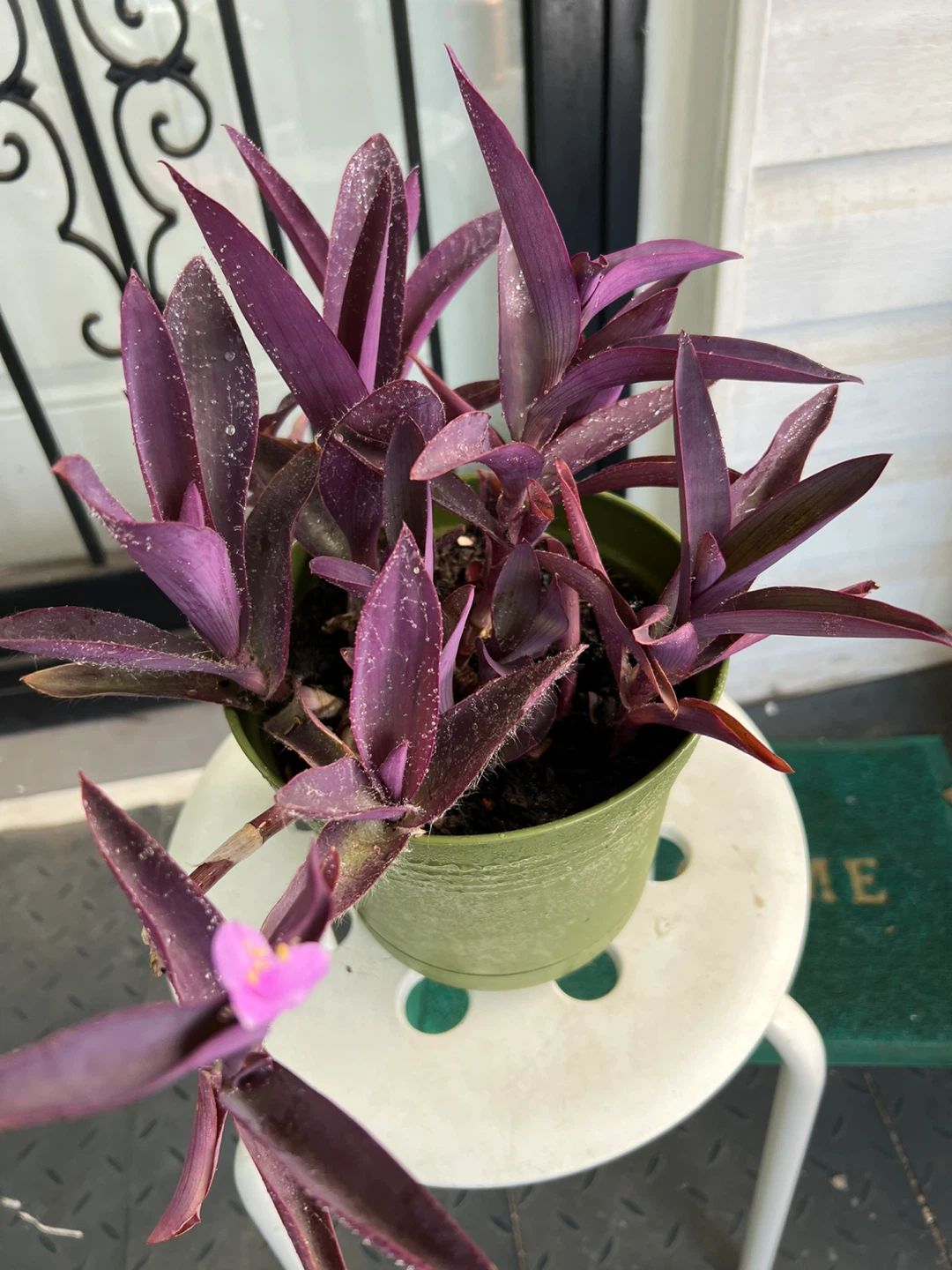 Big Purple Heart Plant with flower in Green Pot