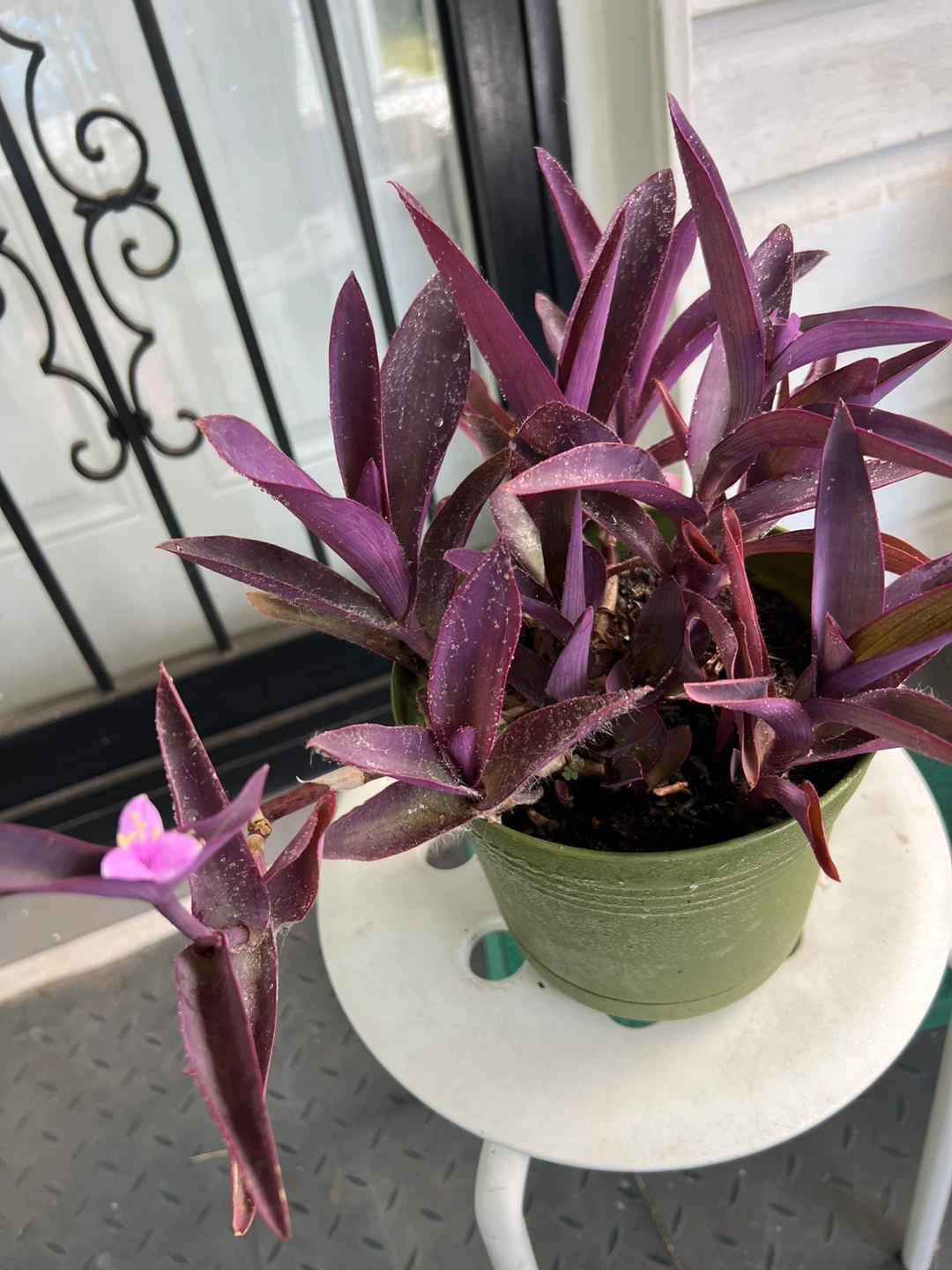 Big Purple Heart Plant with flower in Green Pot - photo 3