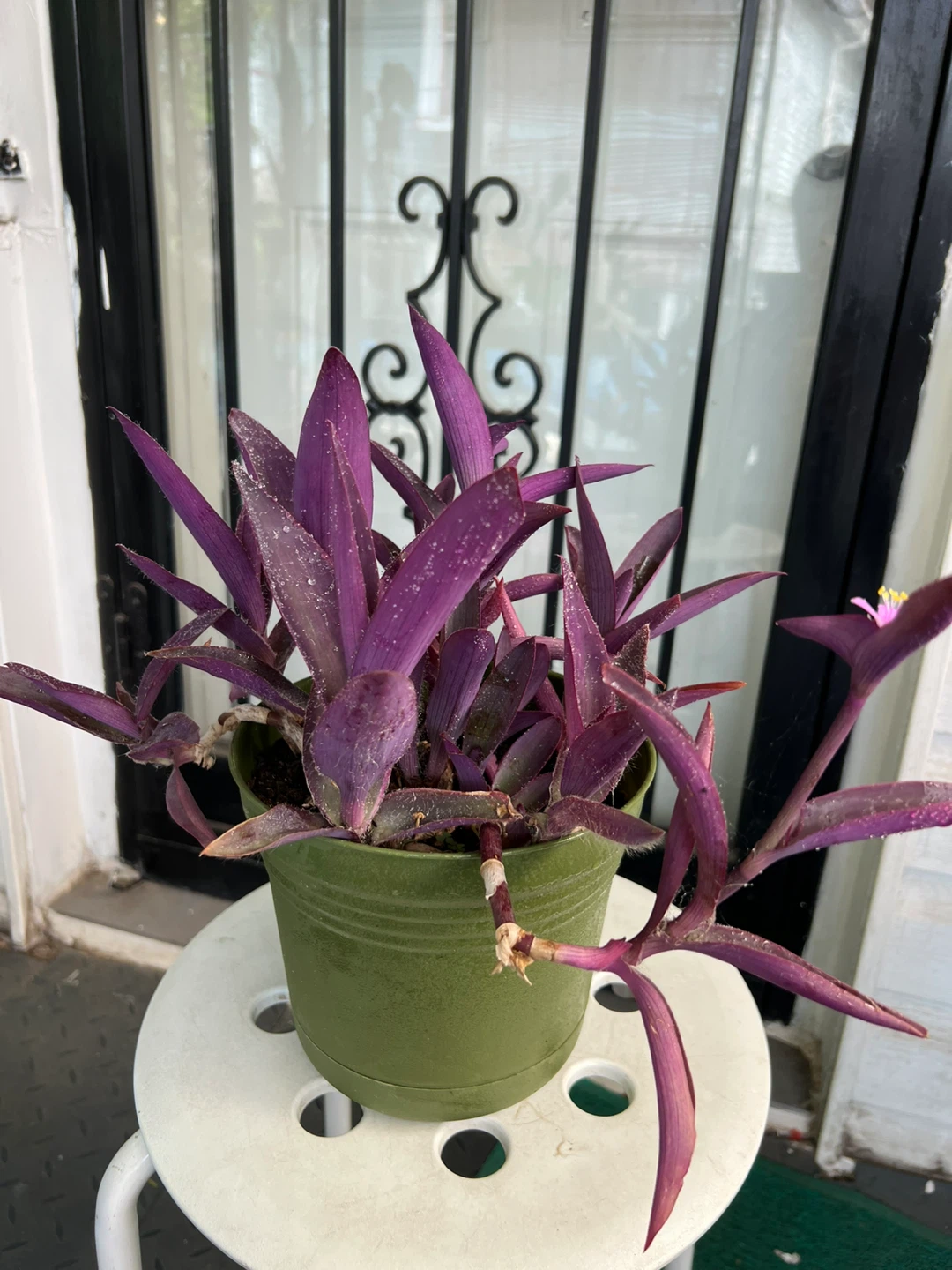 Big Purple Heart Plant with flower in Green Pot - photo 4