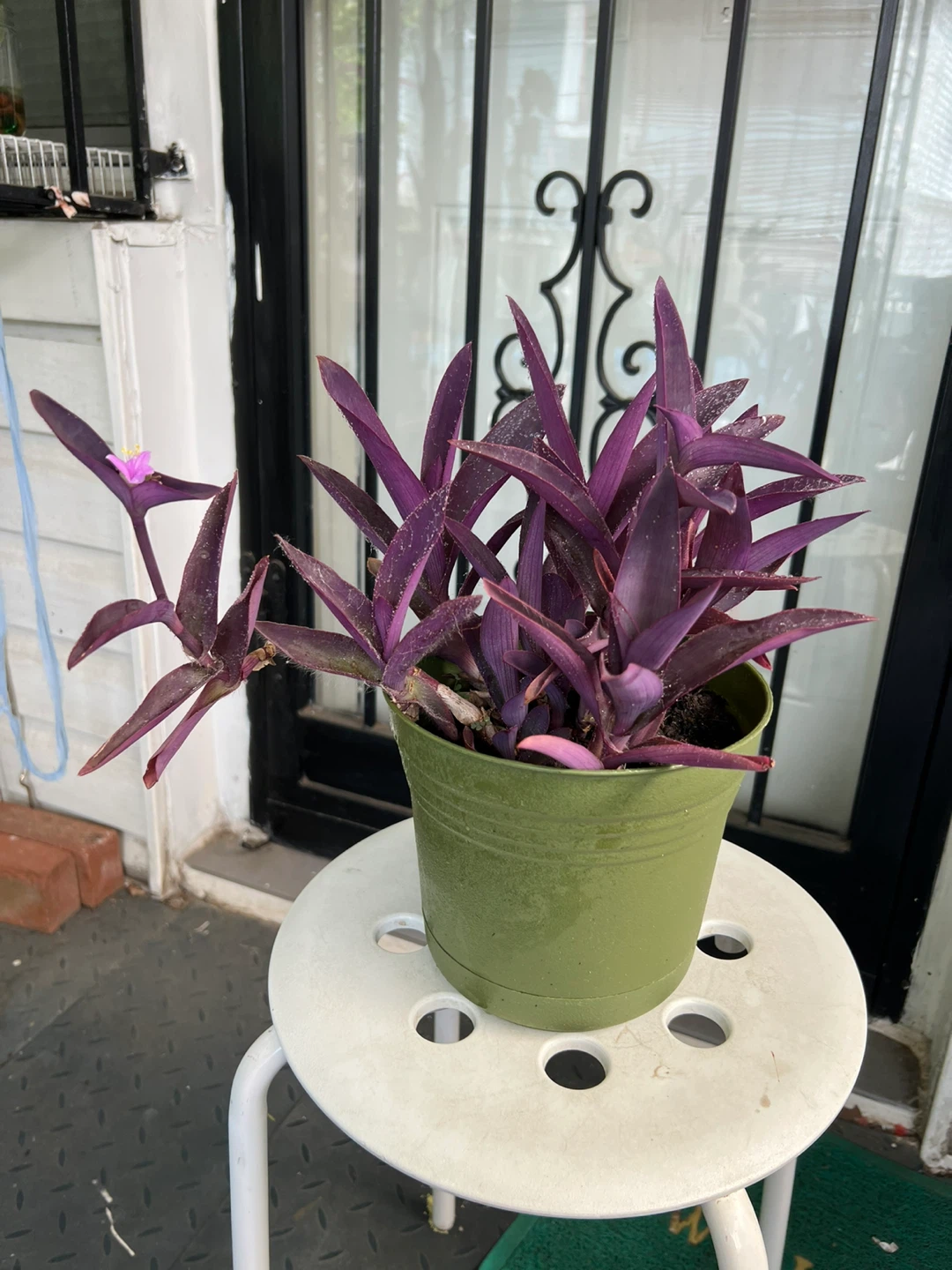 Big Purple Heart Plant with flower in Green Pot - photo 5