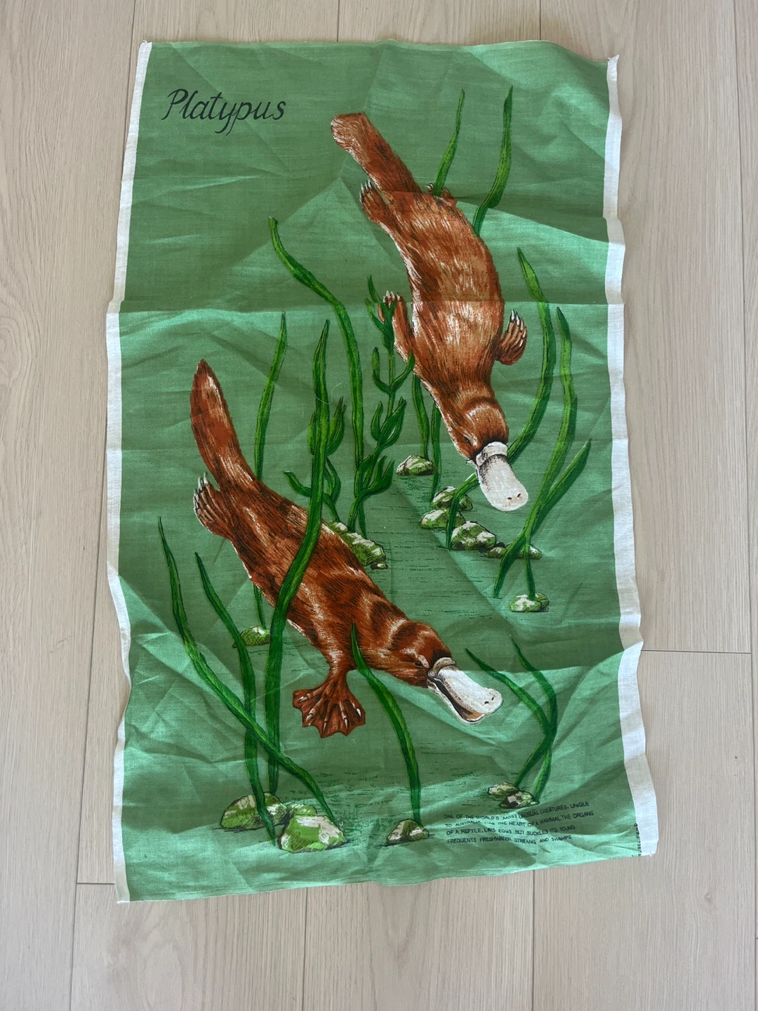 Vintage platypus canvas wall art