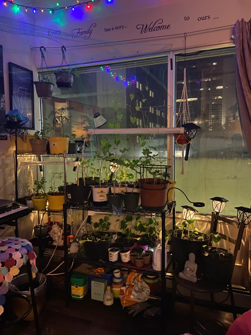 Assorted Plant Seedlings
