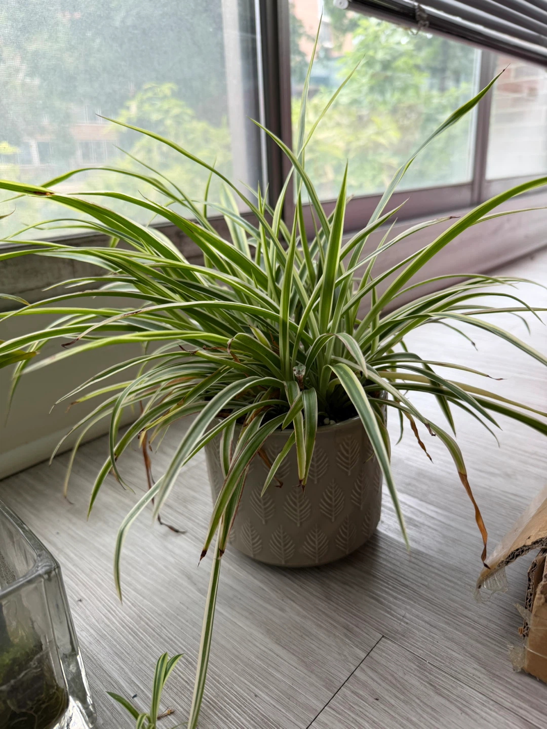 Healthy Small Spider Plants - about 3 inches - photo 3
