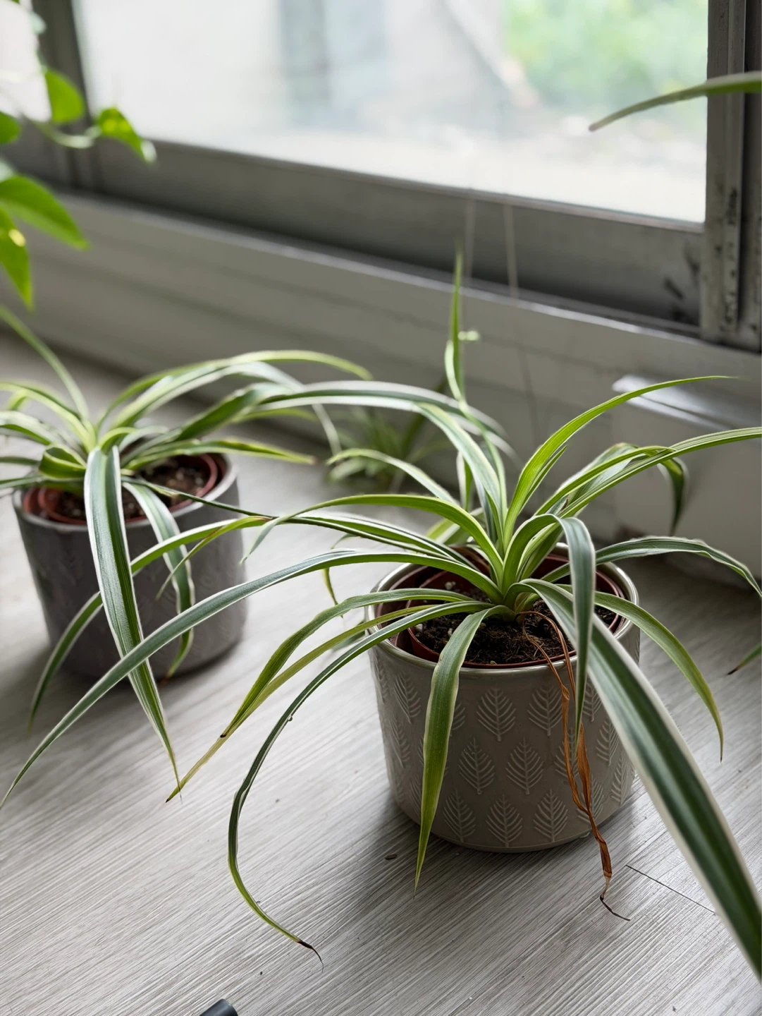 Healthy Small Spider Plants - about 3 inches